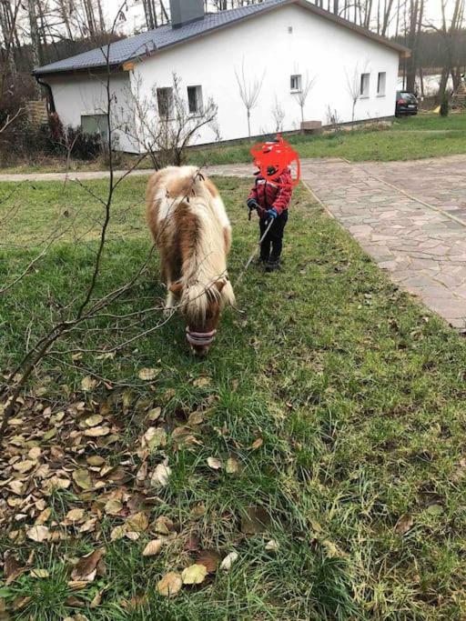 Haus Wilma Gruene Idylle Im Wald Direkt Am See 文迪施里茨 外观 照片